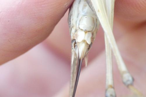 Platycleis sabulosa